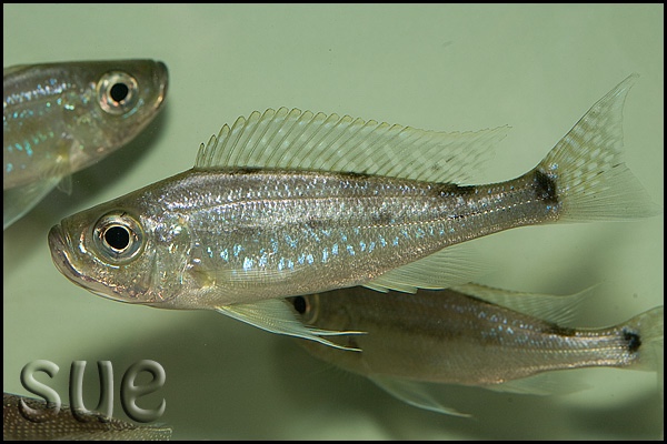 Haplotaxodon microlepis